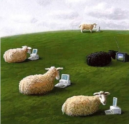 Ни овците не се тоа што беа
